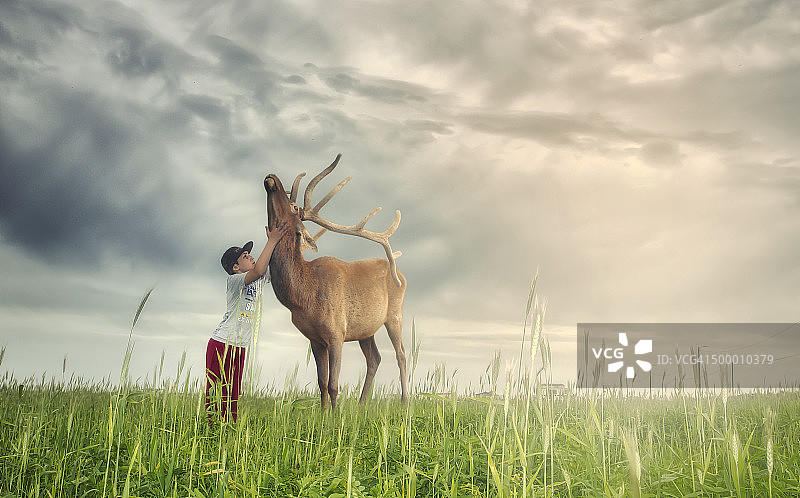 小鹿之梦图片素材