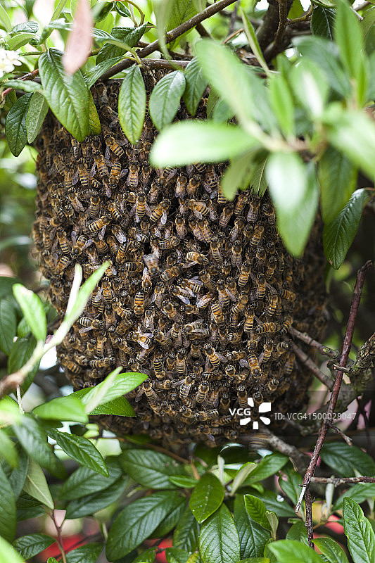 郊区树篱中的一群蜜蜂图片素材