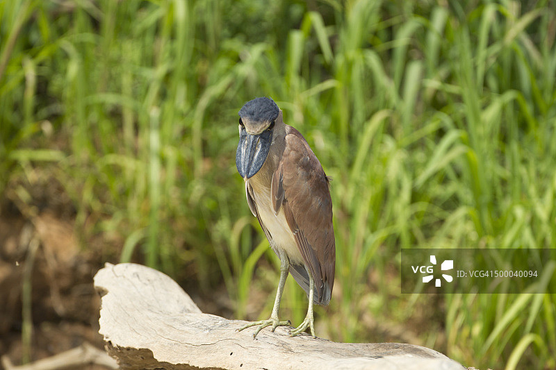 潘塔纳尔湿地的幼年船嘴鹭图片素材