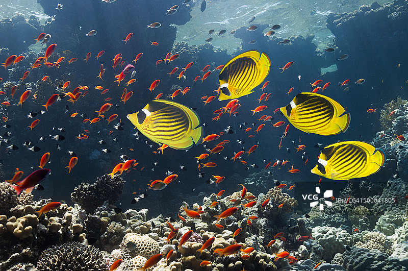 珊瑚礁景观：蝴蝶鱼图片素材