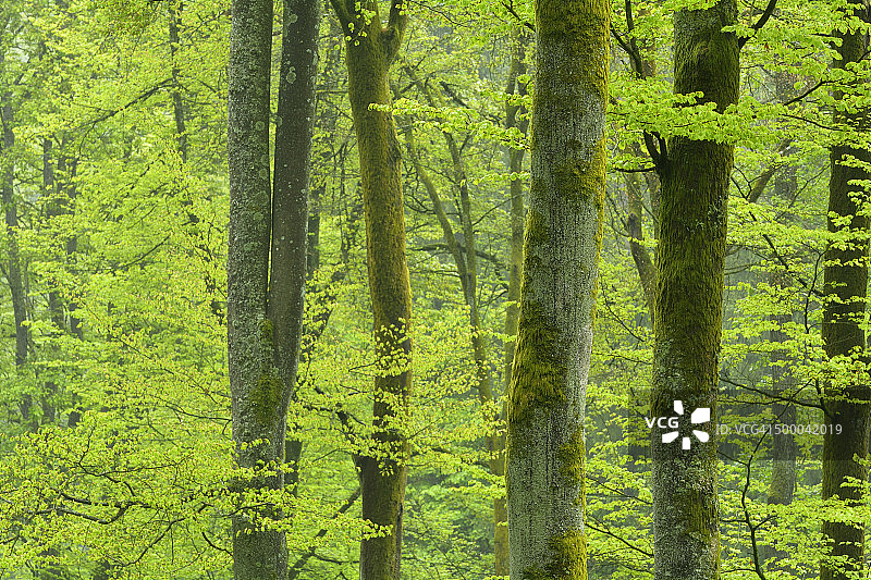 春日森林图片素材