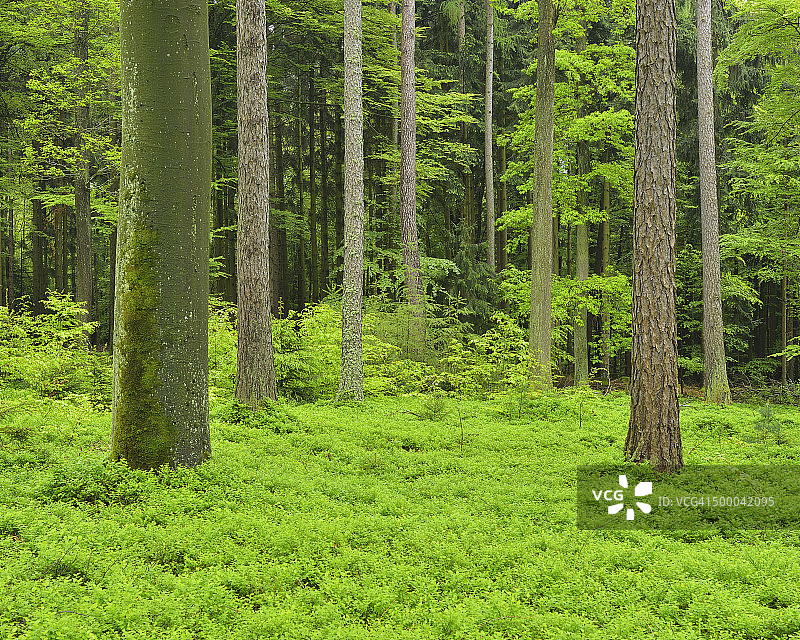 春季森林图片素材