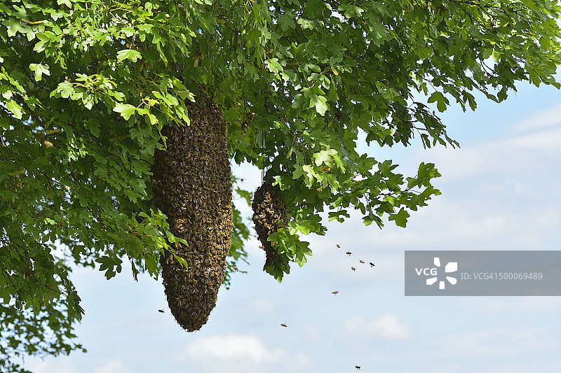 蜂巢与蜜蜂图片素材