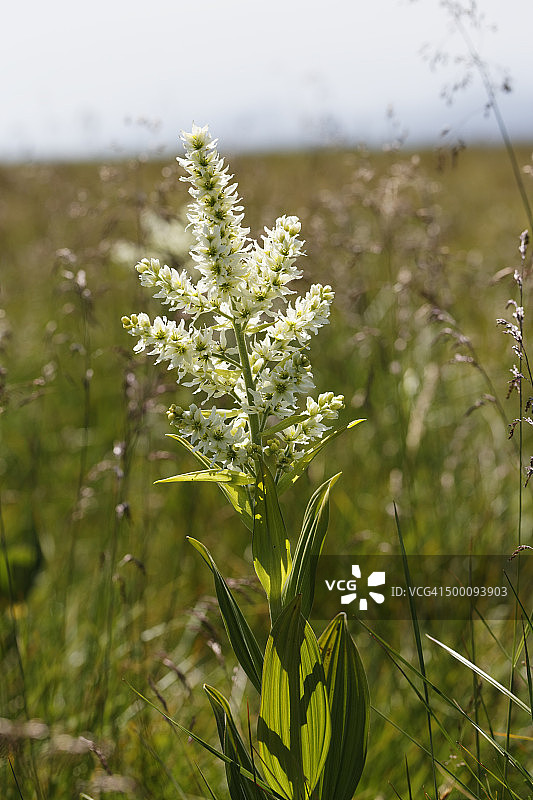 奥地利克恩顿州绍阿尔卑：白藜芦图片素材