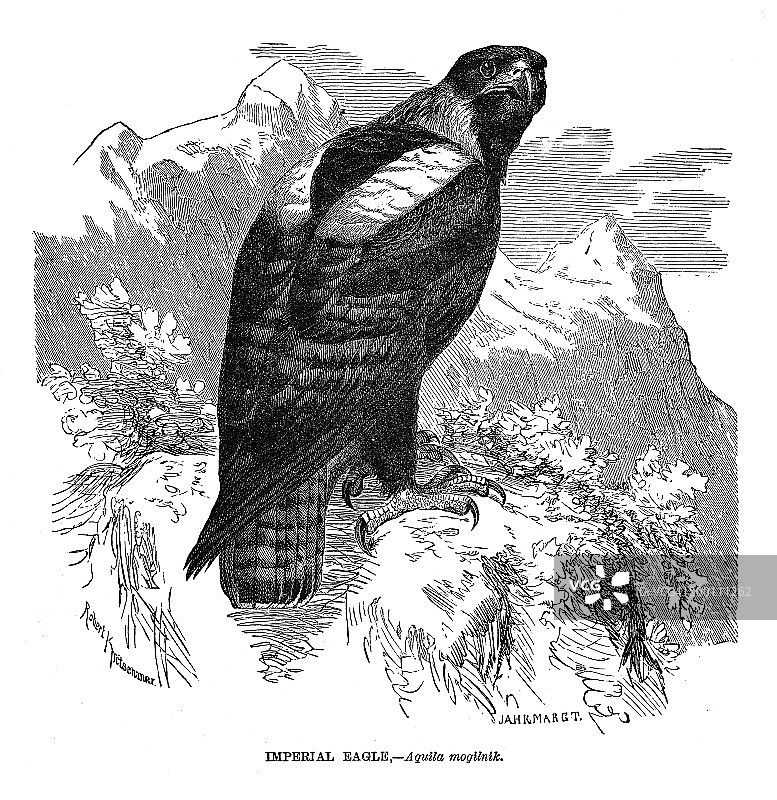 帝国之鹰图片素材