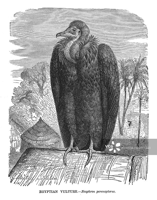 埃及秃鹫图片素材