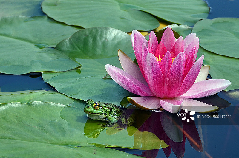 粉色睡莲和绿青蛙图片素材