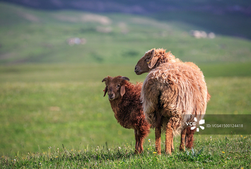 母羊和小羊羔，新疆琼库什台草原，中国图片素材