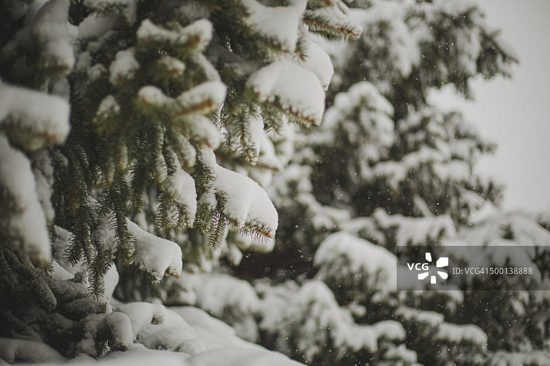 雪松图片素材