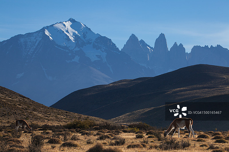 在百内国家公园享受生活的Guanaco图片素材