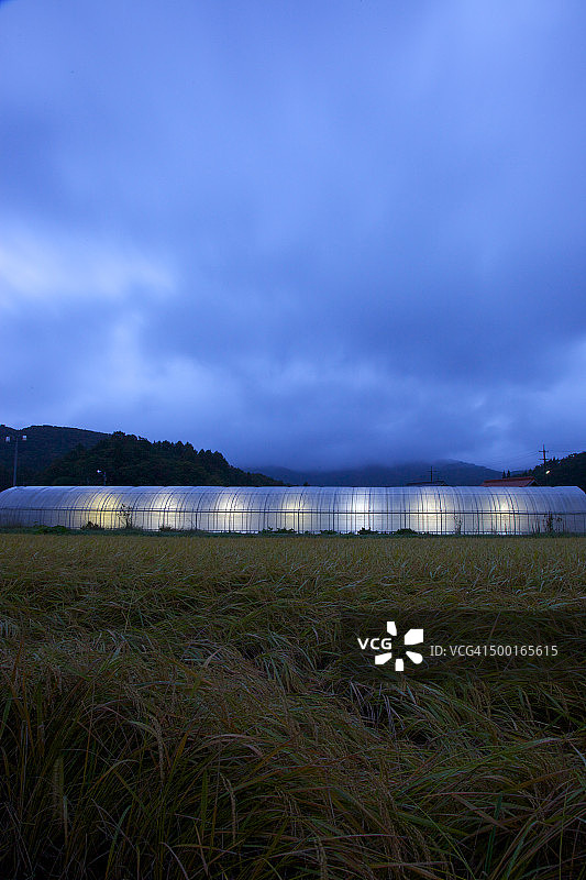 夜间温室大棚图片素材
