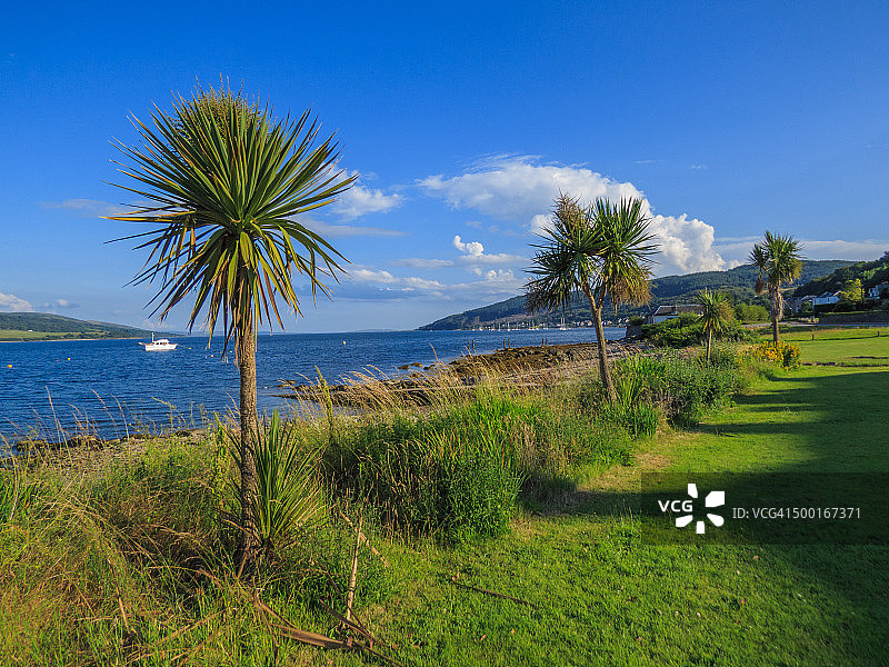 棕榈树图片素材