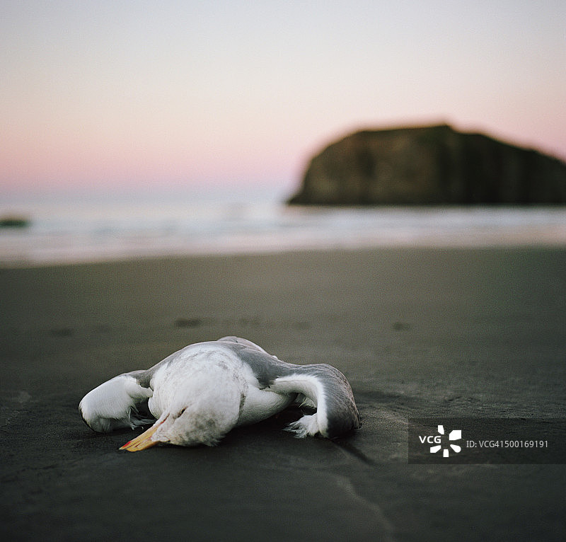 海滩日落时分死海鸥图片素材