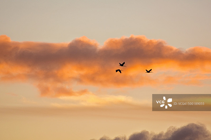 日落时的鸟剪影图片素材