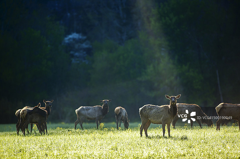阿肯色州布法罗国家河流的麋鹿图片素材