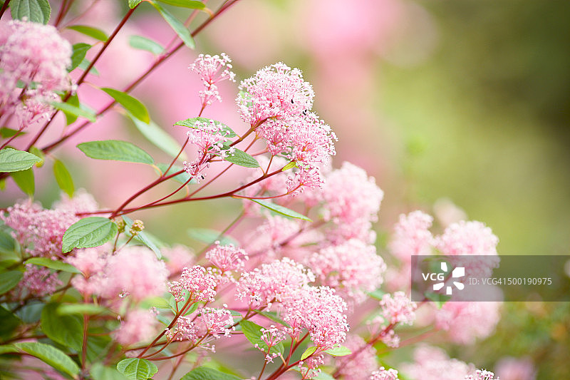 粉色加州丁香图片素材