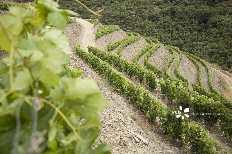 杜罗河谷葡萄园图片素材