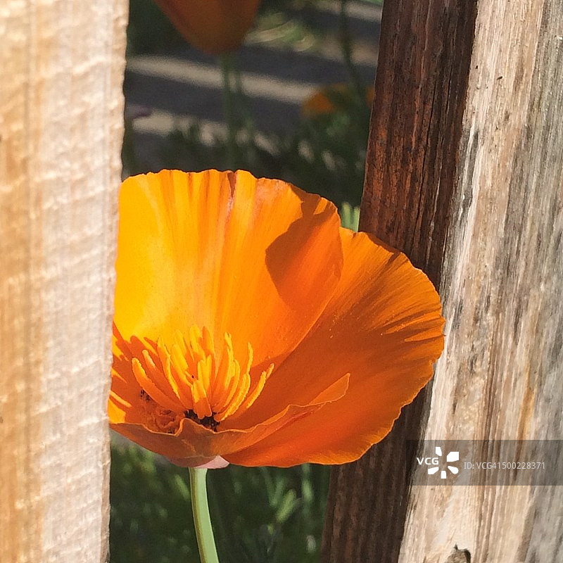 宏观的自然摄影图片素材