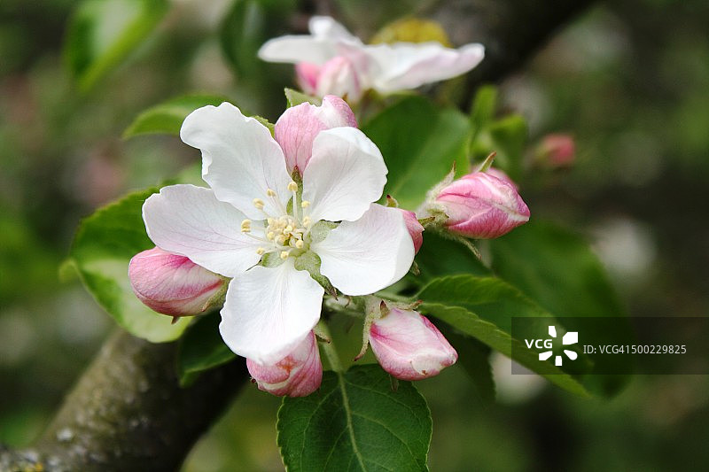 宏观的自然摄影图片素材