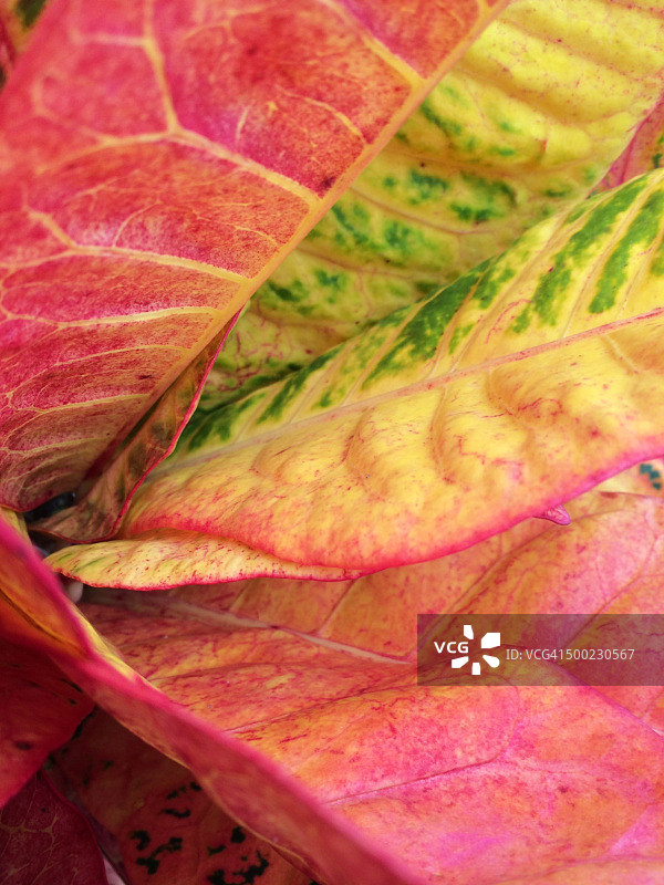 宏观的自然摄影图片素材