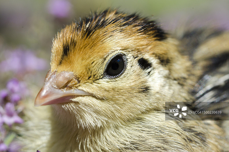 宏观的自然摄影图片素材