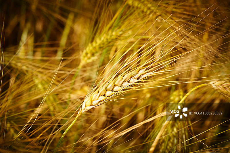 宏观的自然摄影图片素材