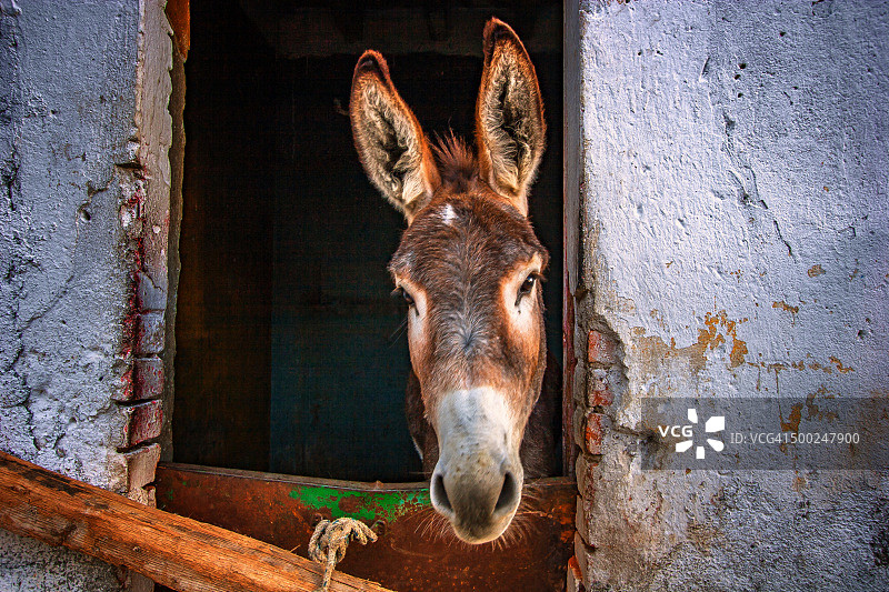 墨西哥驴图片素材