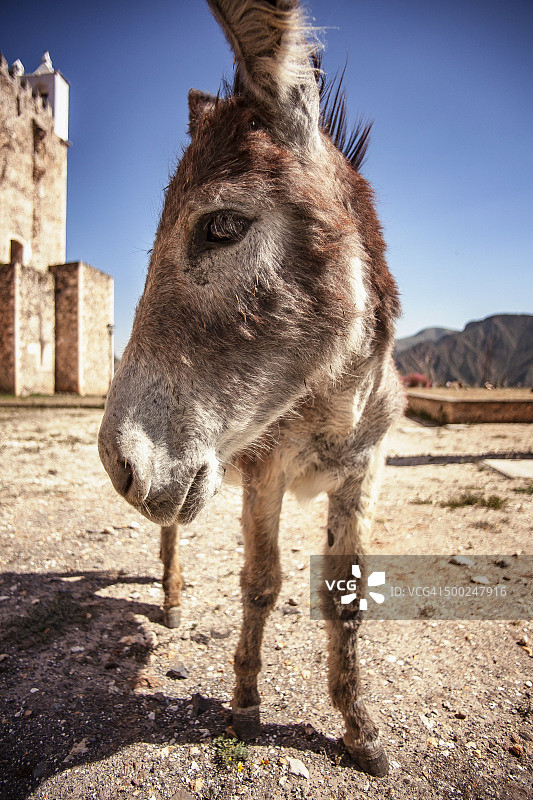 墨西哥驴图片素材