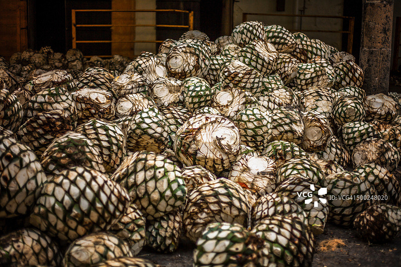 蓝色龙舌兰图片素材