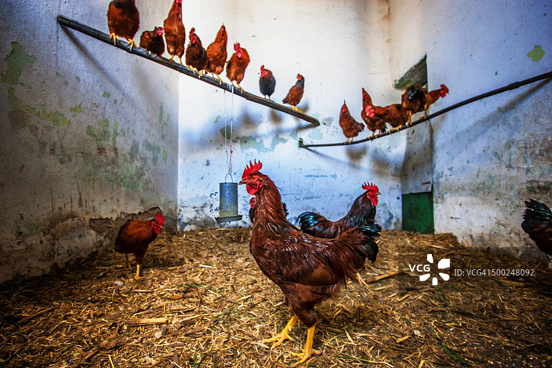 墨西哥鸡图片素材