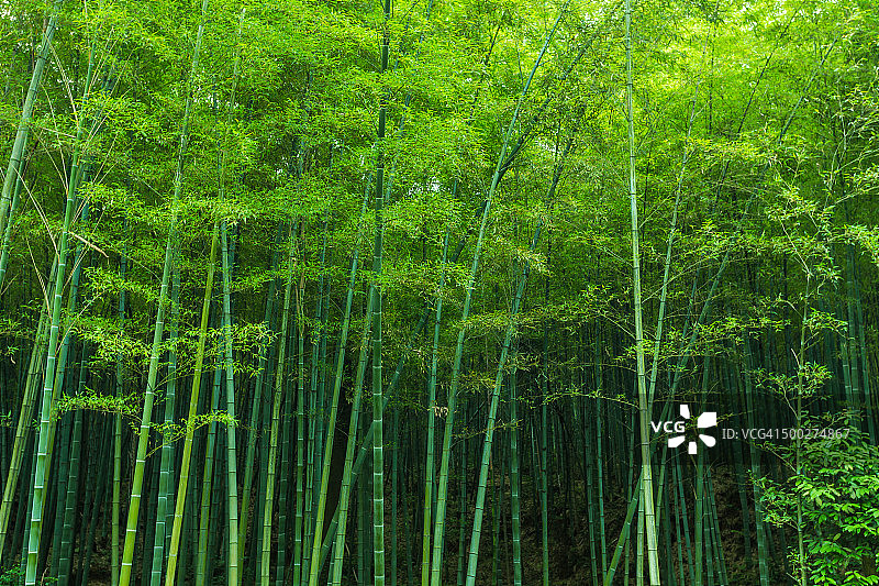 竹林图片素材