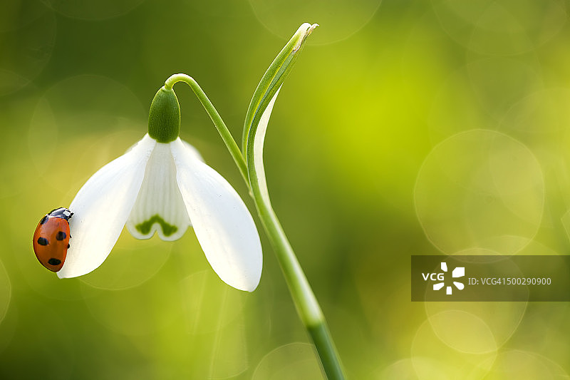 瓢虫在雪滴花上图片素材