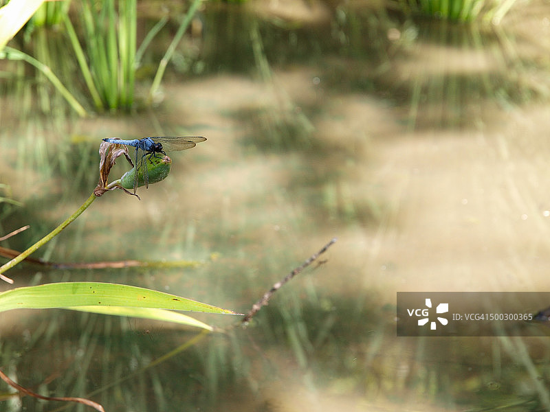 池塘边的蜻蜓图片素材
