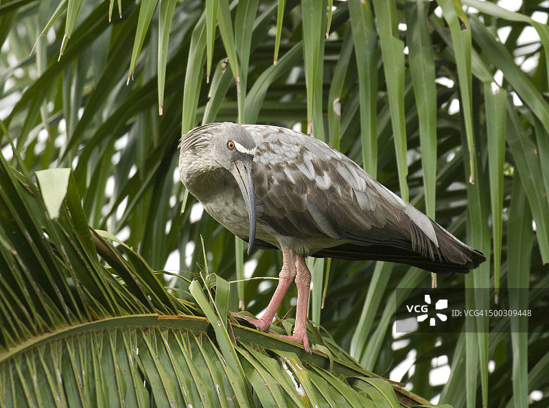 棕颈鹭在棕榈树上图片素材