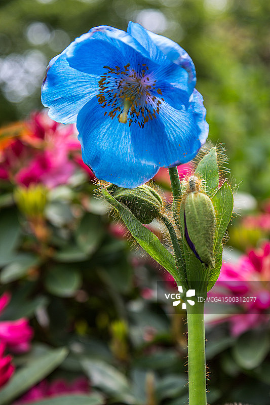 绿绒蒿图片素材