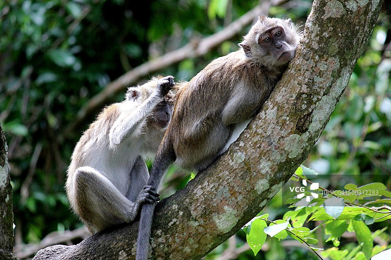 树上互相梳理毛发的两只猕猴图片素材