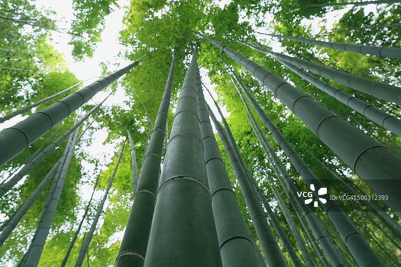 报国寺竹林花园图片素材