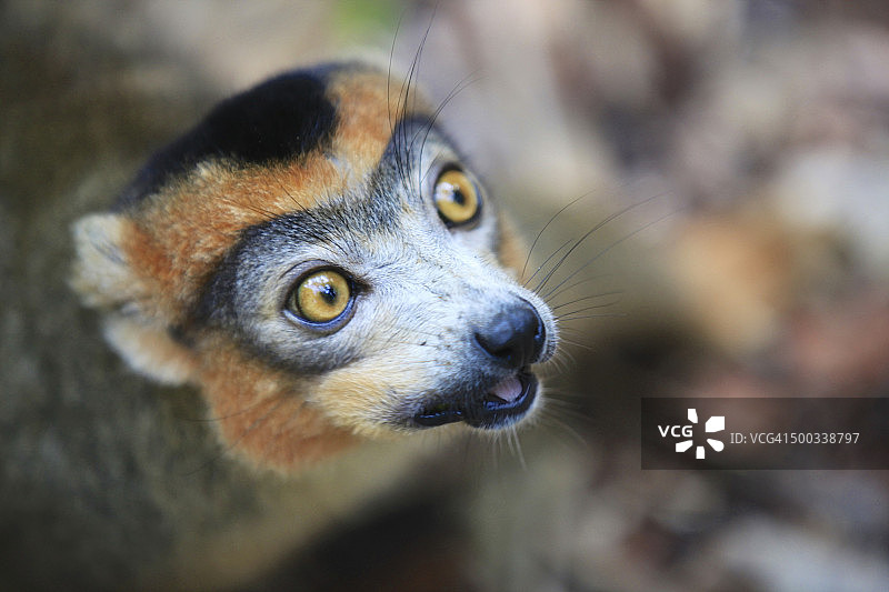 皇冠狐猴图片素材