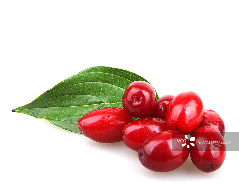 白色背景上的山茱萸图片素材