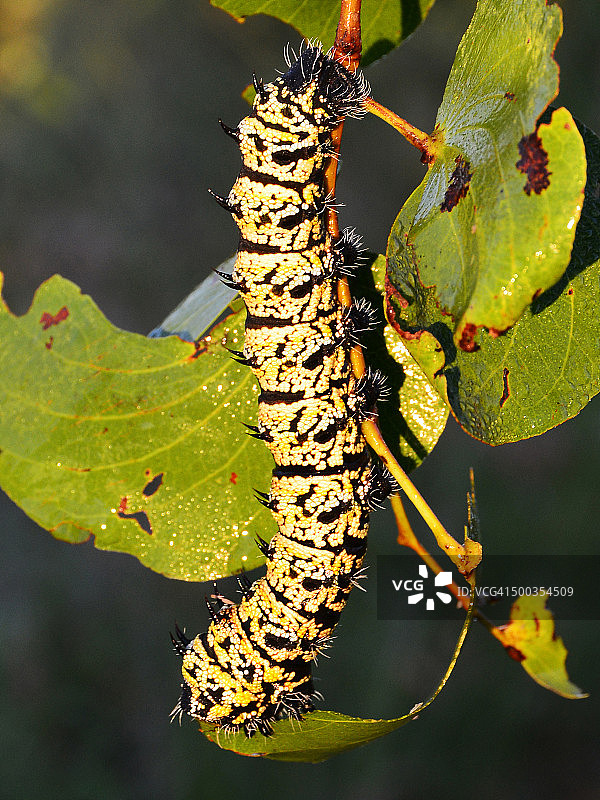 奥卡万戈三角洲的莫帕尼虫 - 毛毛虫图片素材