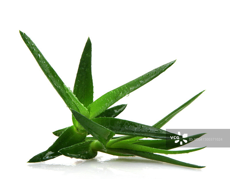 芦荟植物图片素材
