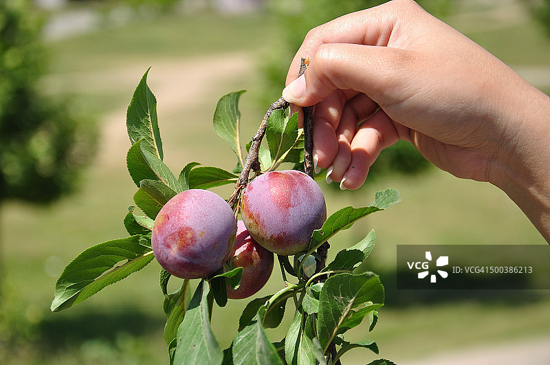 一对李子图片素材