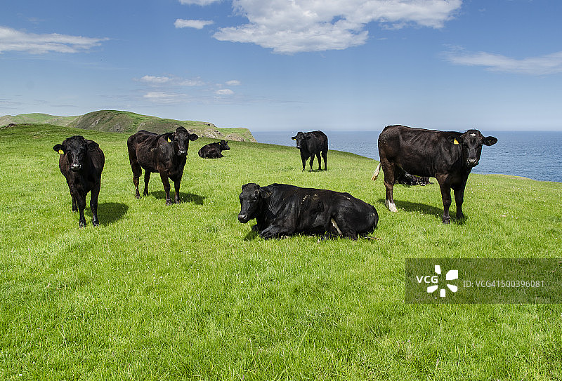 海边山坡上的奶牛图片素材