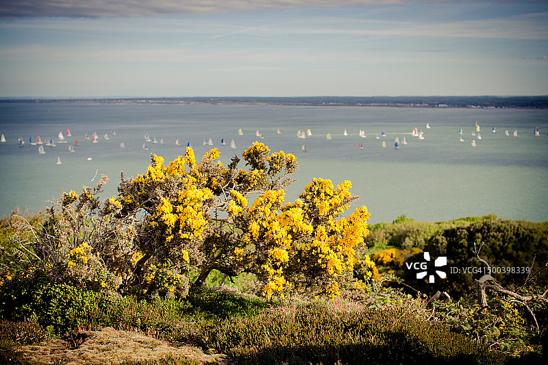 金雀花-船只图片素材