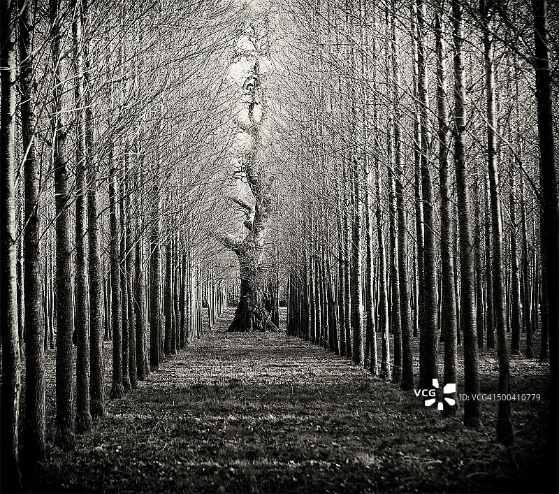 多节的橡树图片素材