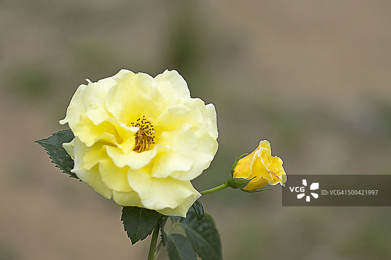 黄色玫瑰苔藓图片素材