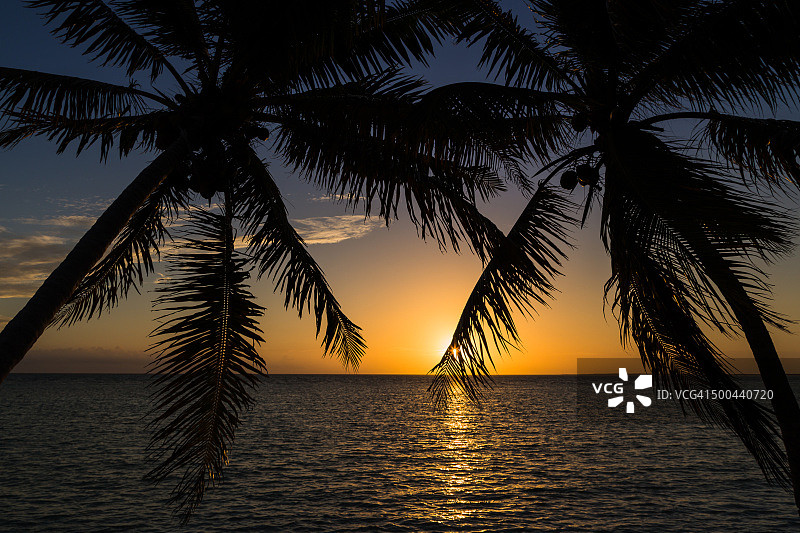 日落时的棕榈树图片素材