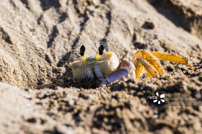 螃蟹返回洞穴图片素材