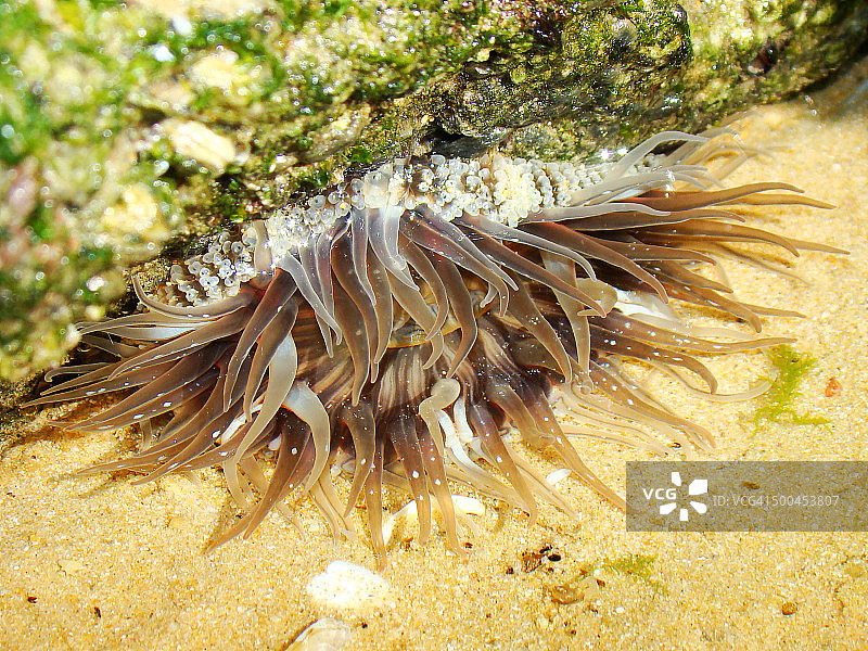 宝石海葵图片素材