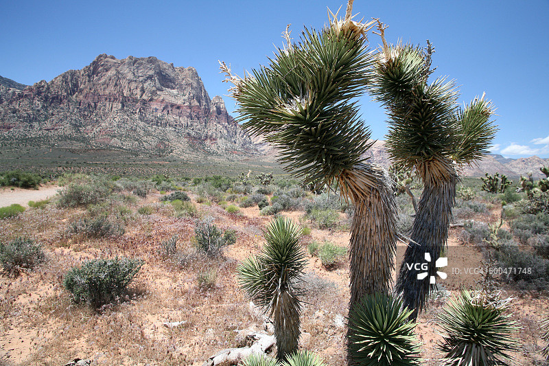 美国内华达州红岩峡谷国家保护区植被图片素材